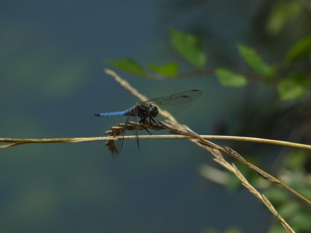 Libellula da identificare - Orthetrum coerulescens