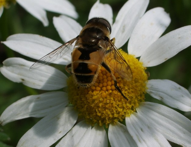 Eristalis tenax  ?