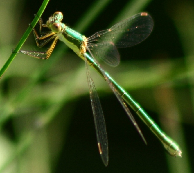 Lestes sponsa?