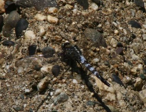 strana colorazione di Orthetrum