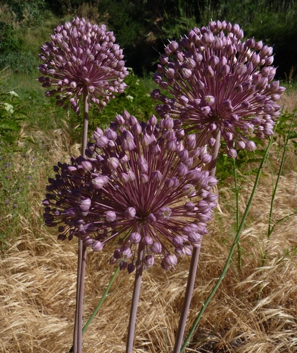 Allium ampeloprasum / Porraccio