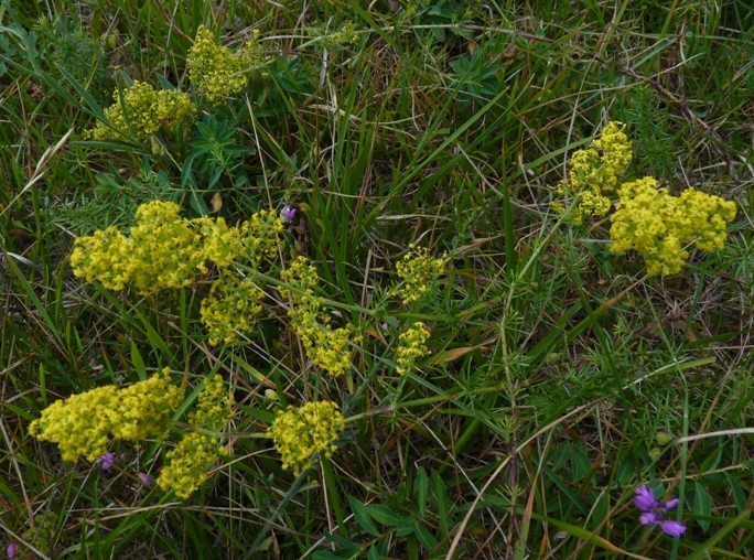 Galium verum