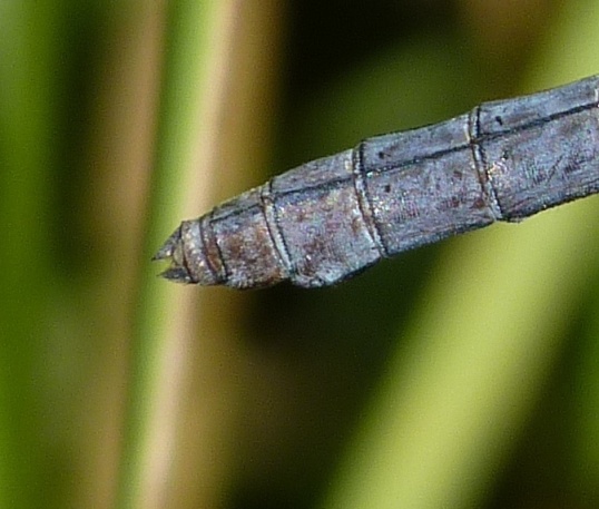 Orthetrum coerulescens (femmina androcroma?) - S