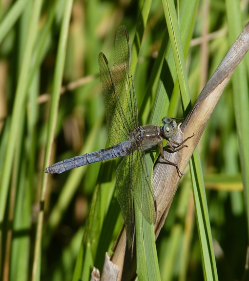 Orthetrum coerulescens (femmina androcroma?) - S