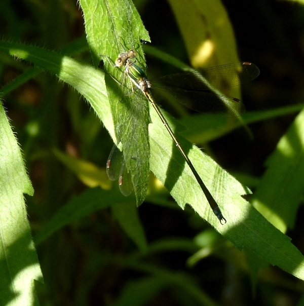 Lestes virens vestalis da confermare - S