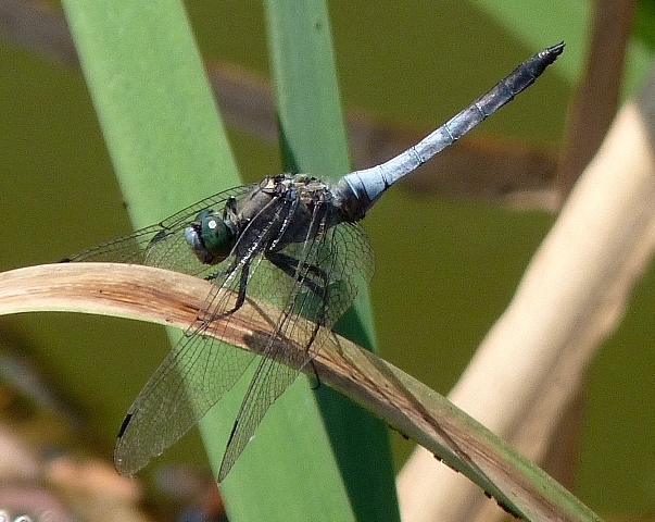 Orthetrum cancellatum? - S, maschio