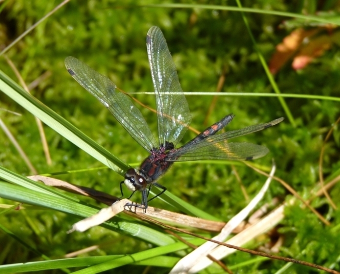 Leuchorrinia dubia m.