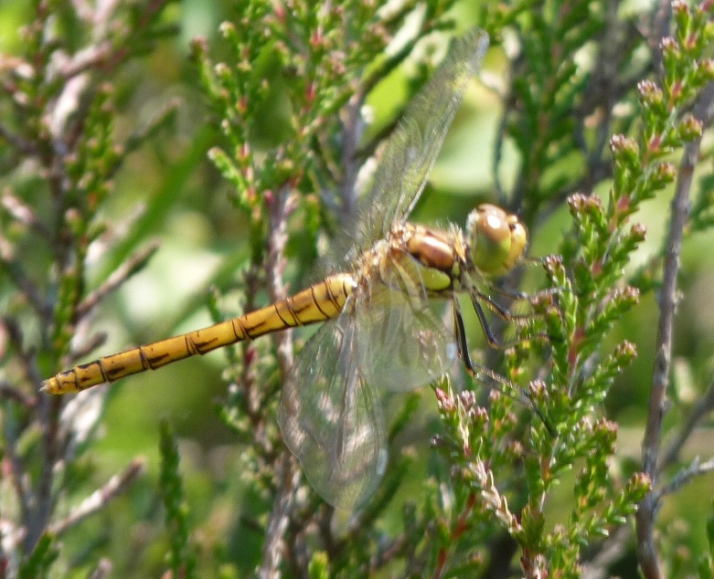 Sympetrum da det.