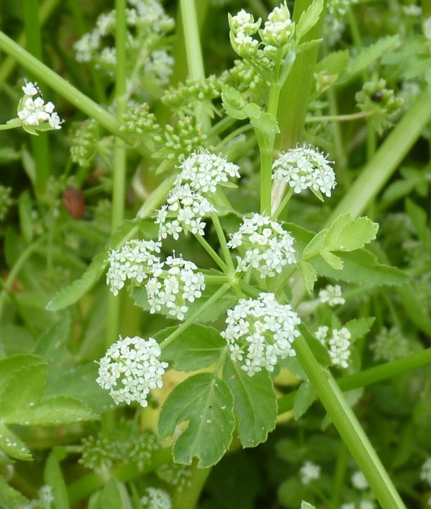 Helosciadium nodiflorum