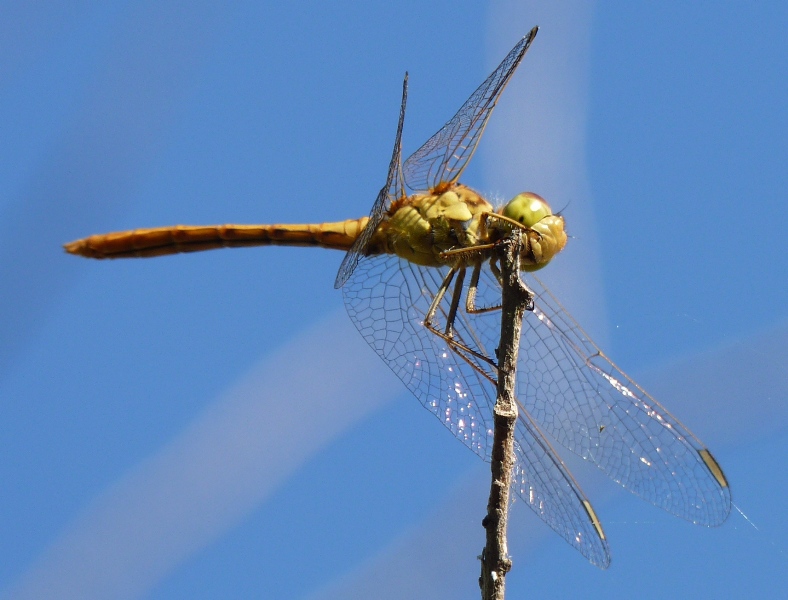 Sympetrum meridionale m. imm. da confermare