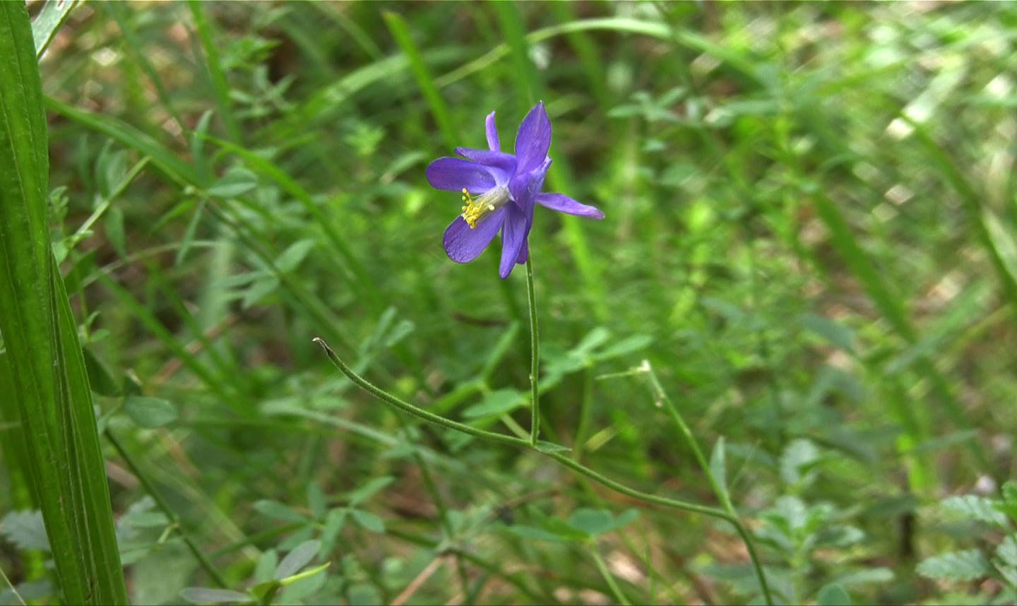 Aquilegia nigricans / Aquilegia nigricante