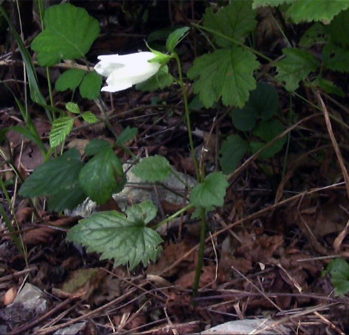 Campanula trachelium e Inula hirta