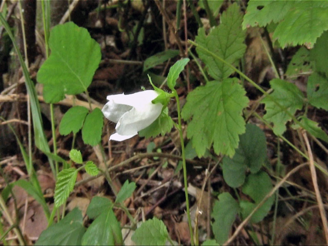 Campanula trachelium e Inula hirta