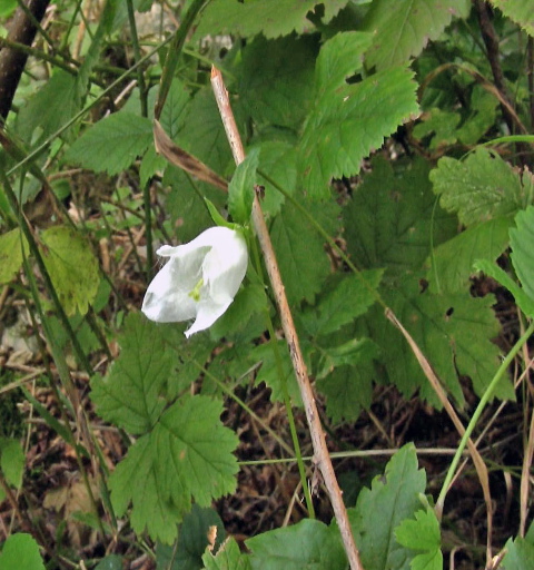 Campanula trachelium e Inula hirta