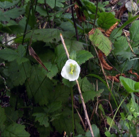 Campanula trachelium e Inula hirta