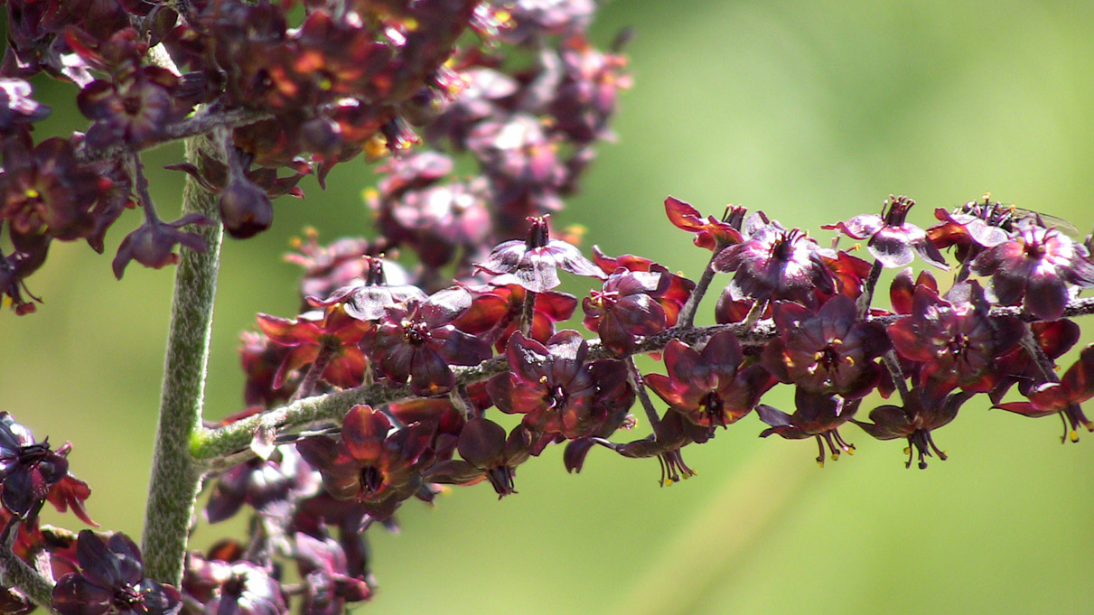 Veratrum nigrum / Veratro nero