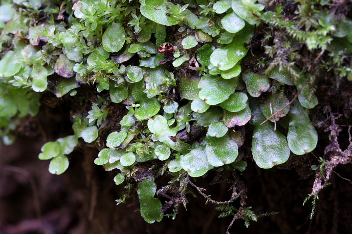 Briofite da determinare