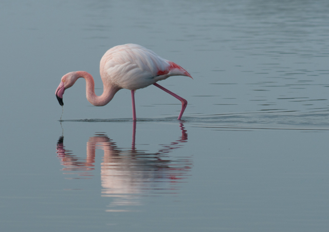 Dalla Maremma