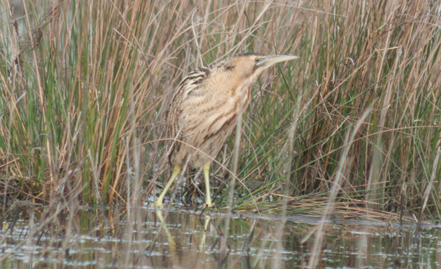 Dalla Maremma