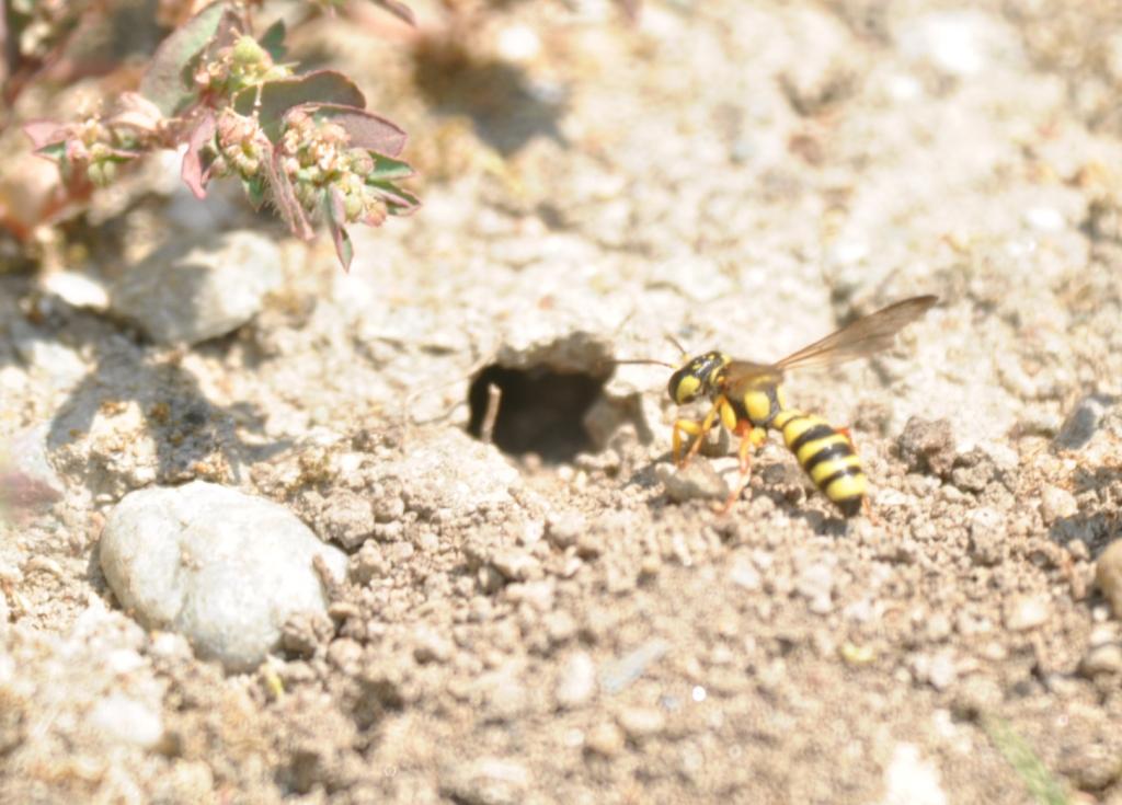 Cerceris sp. davanti alla tana