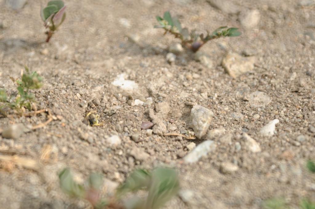 Bembix sp. intorno alla tana