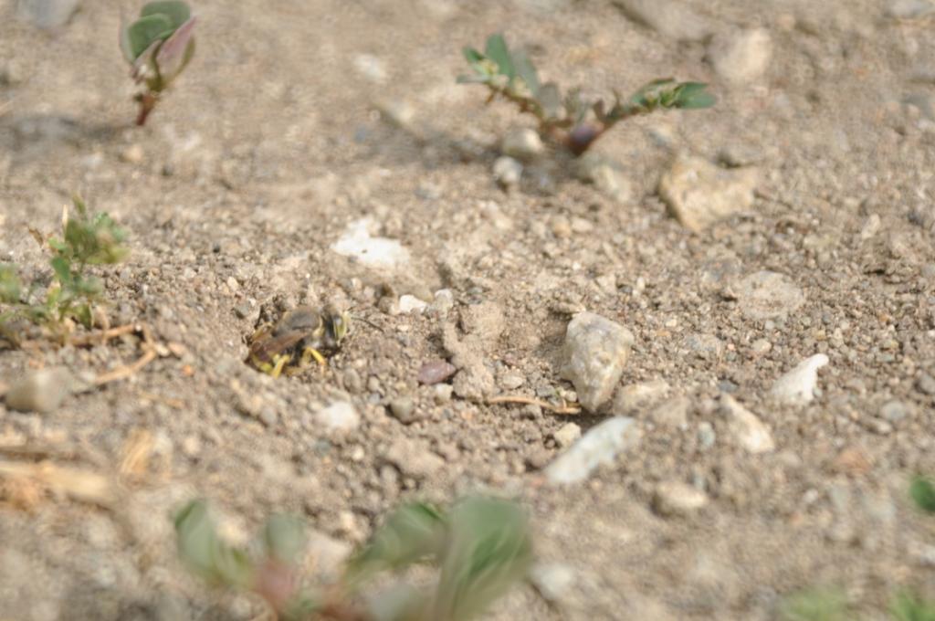 Bembix sp. intorno alla tana