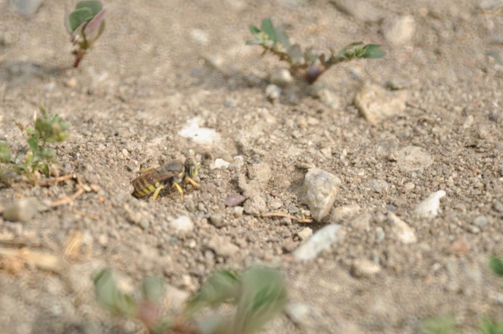 Bembix sp. intorno alla tana