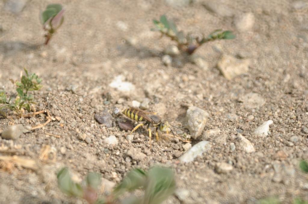 Bembix sp. intorno alla tana