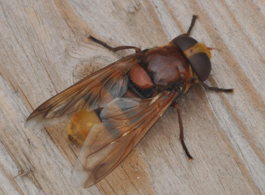 Volucella zonaria (Syrphidae)