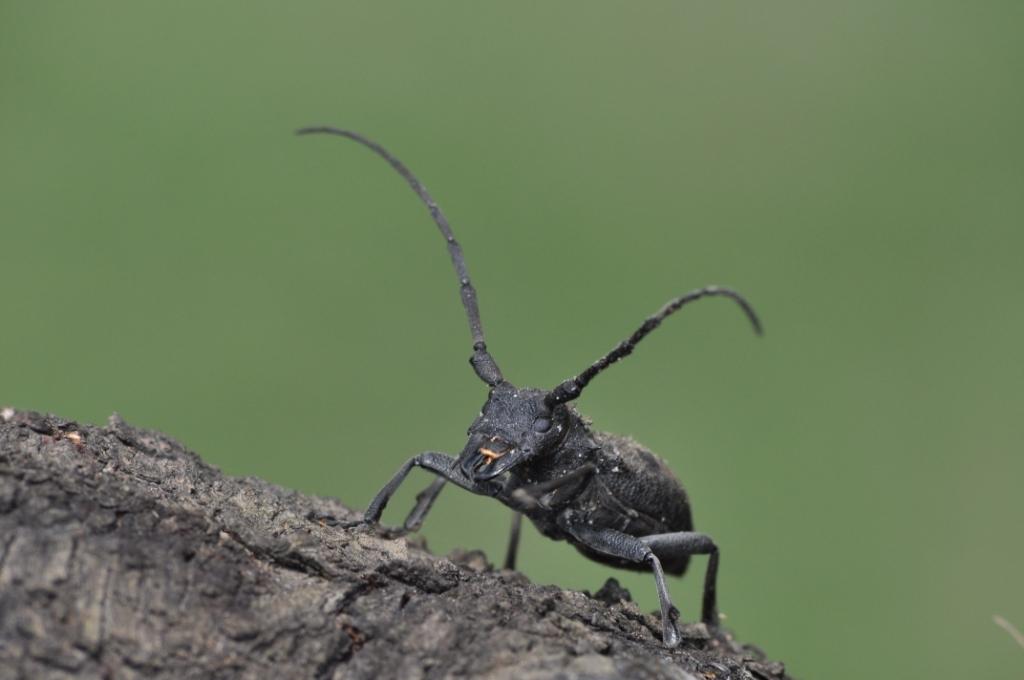 Morimus asper del Monferrato (femmina)