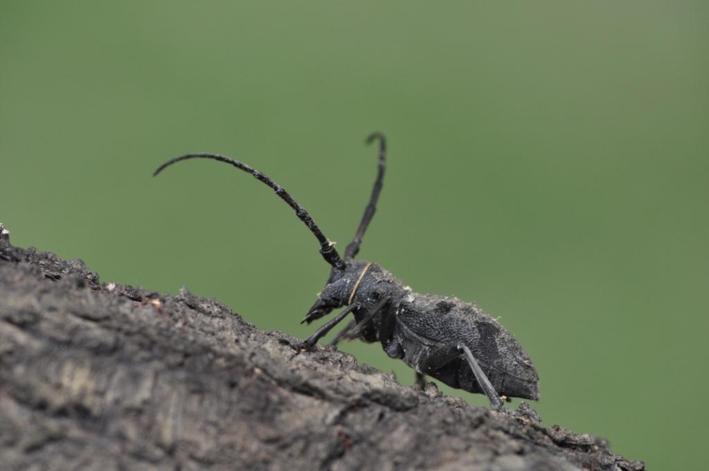 Morimus asper del Monferrato (femmina)