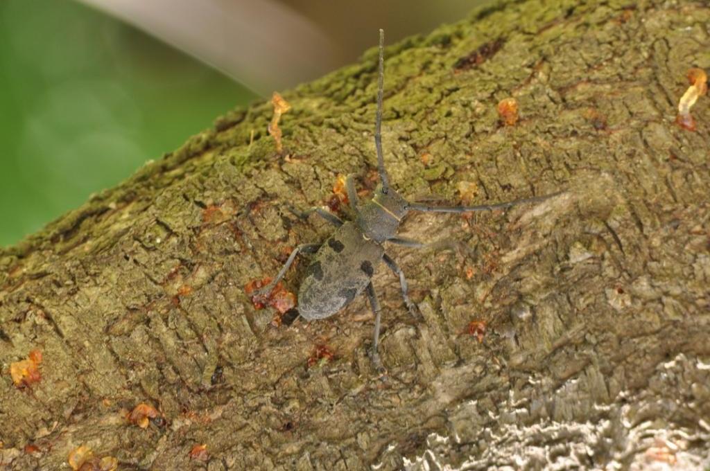 Morimus asper del Monferrato (femmina)