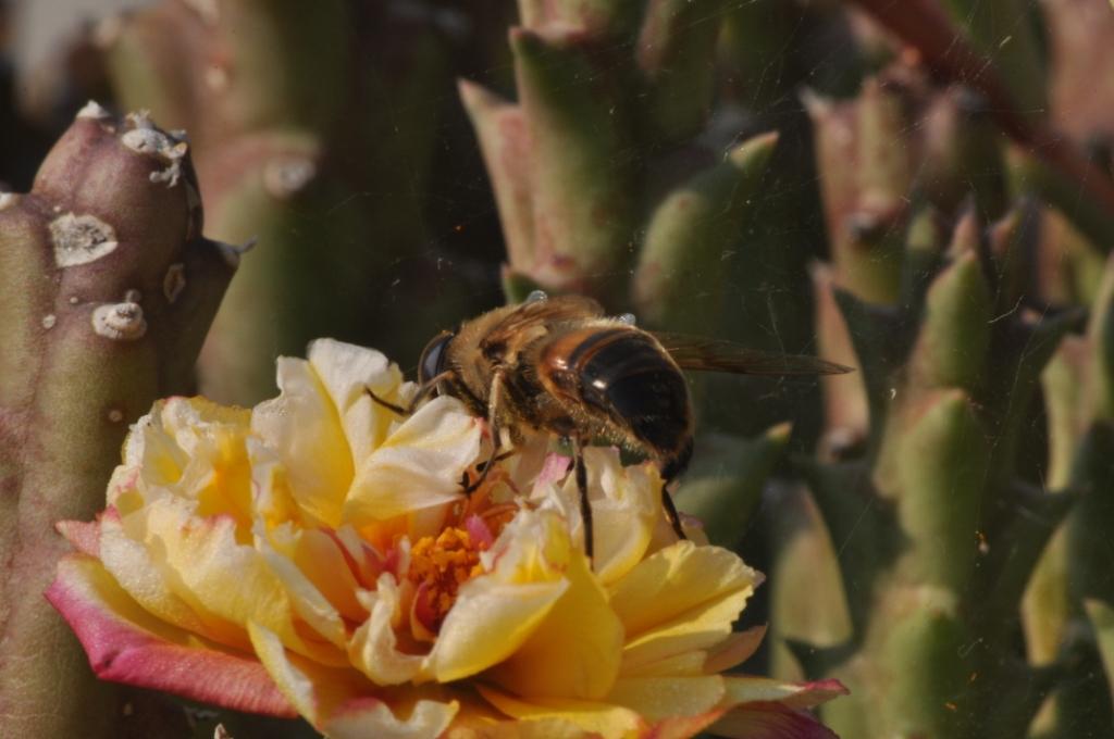 Eristalis tenax ♀ (Syrphidae)