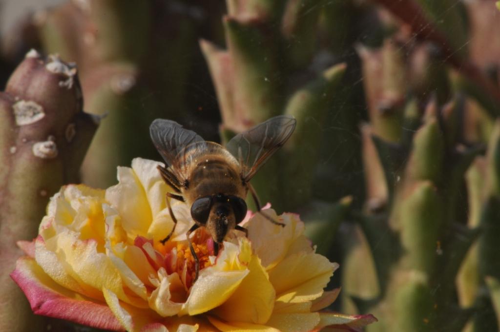 Eristalis tenax ♀ (Syrphidae)