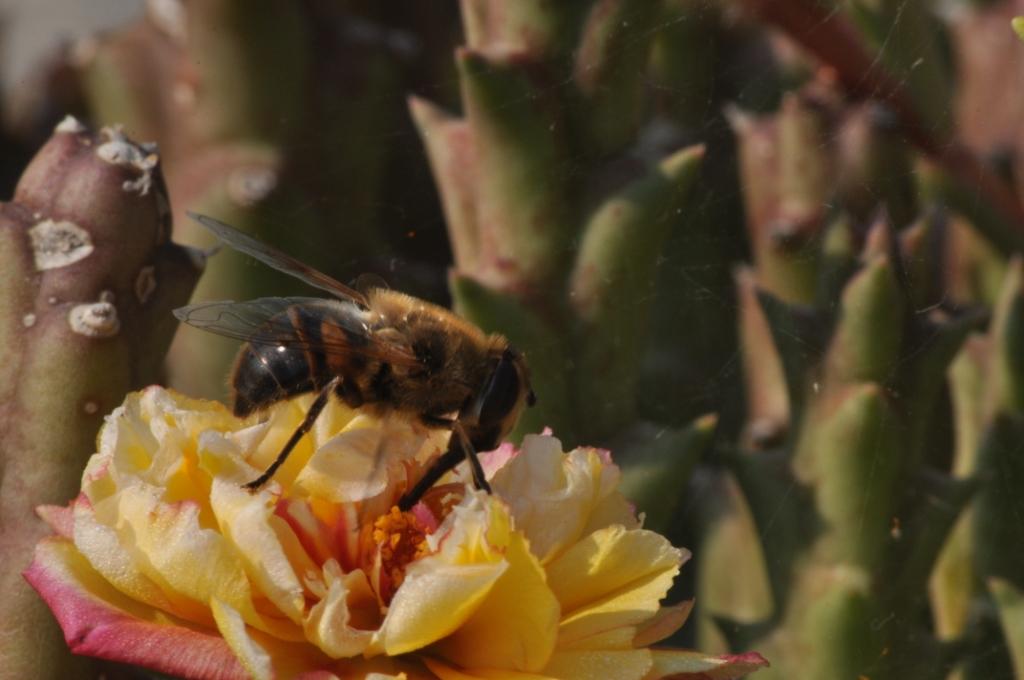 Eristalis tenax ♀ (Syrphidae)