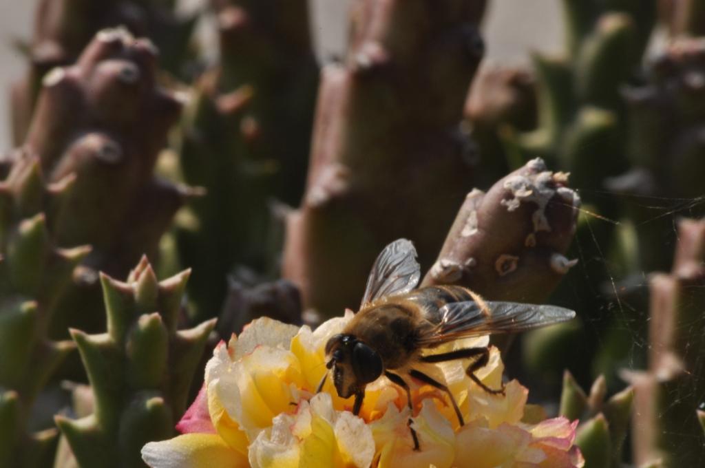 Eristalis tenax ♀ (Syrphidae)