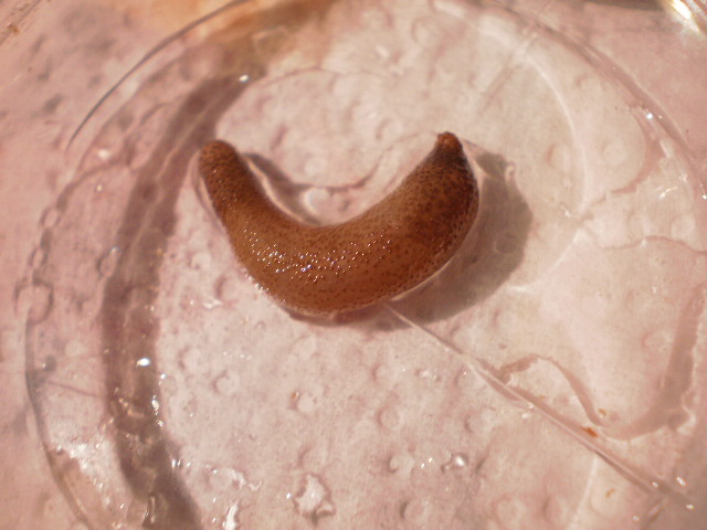 Sipunculide: Phascolosoma sp.