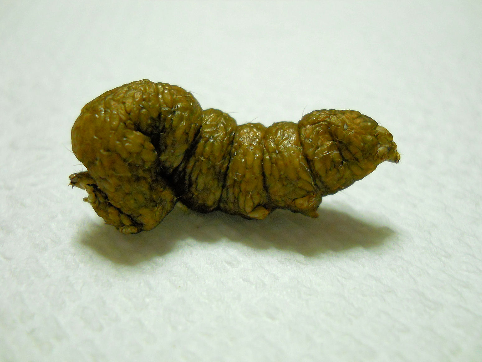 E'' sempre vivo? - larva parassitizzata Noctuidae Plusiinae