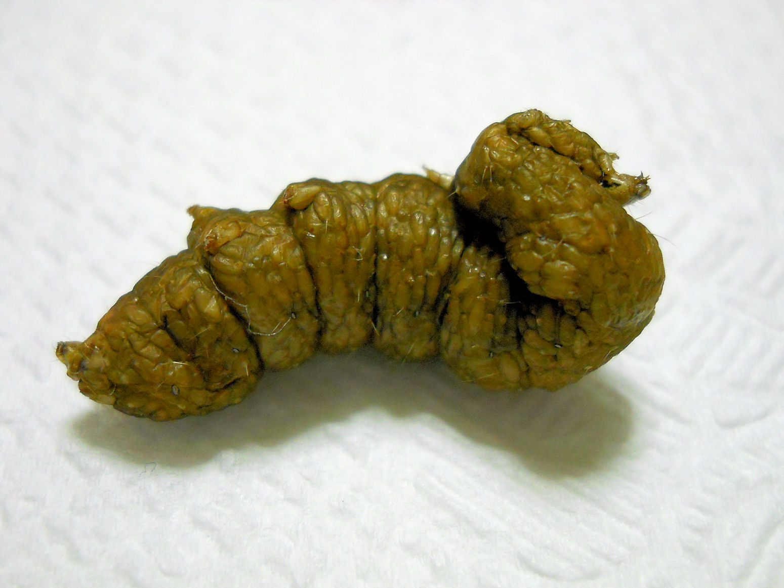 E'' sempre vivo? - larva parassitizzata Noctuidae Plusiinae