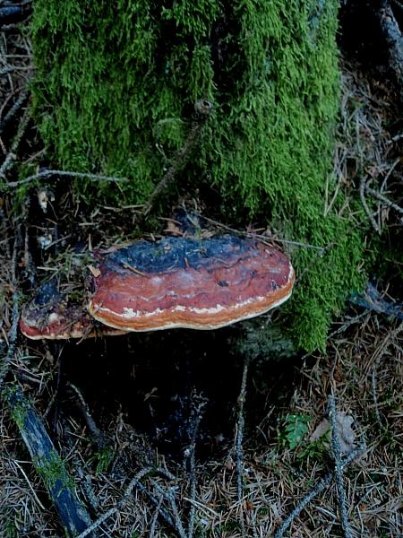 E''arrivata un po'' d''acqua !Tra qualche giorno boom?di funghi