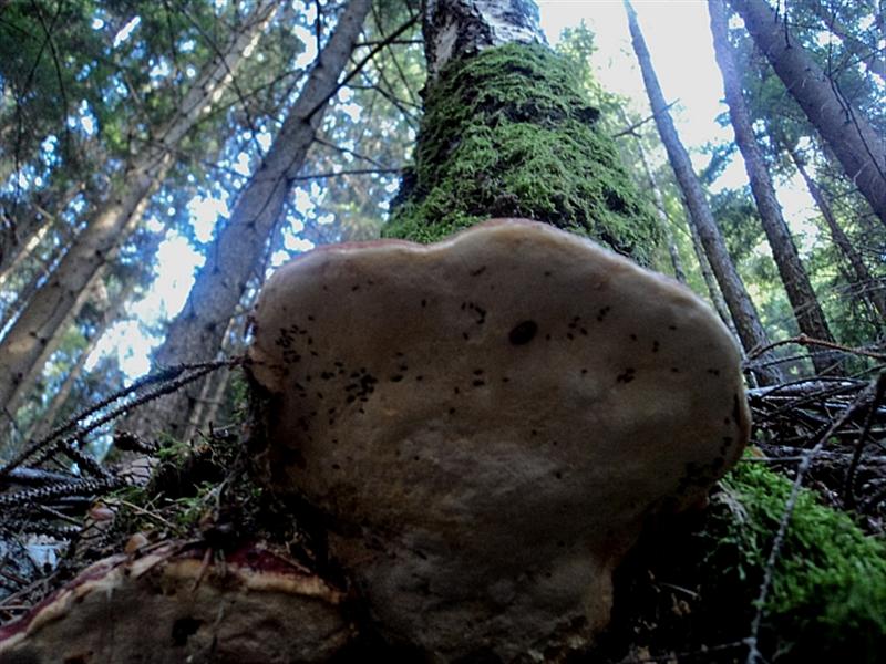 E''arrivata un po'' d''acqua !Tra qualche giorno boom?di funghi