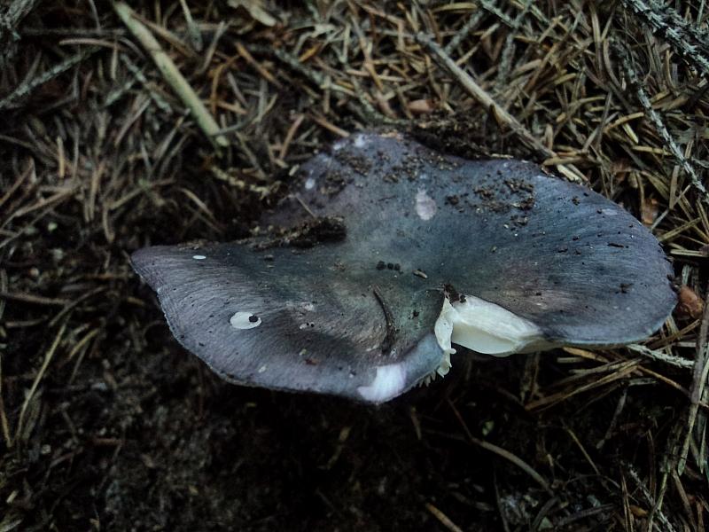 E''arrivata un po'' d''acqua !Tra qualche giorno boom?di funghi