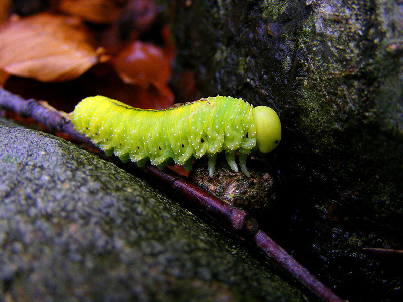 Larva di Tenthredinidae e maschio di Coelioxys