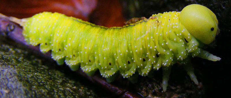 Larva di Tenthredinidae e maschio di Coelioxys