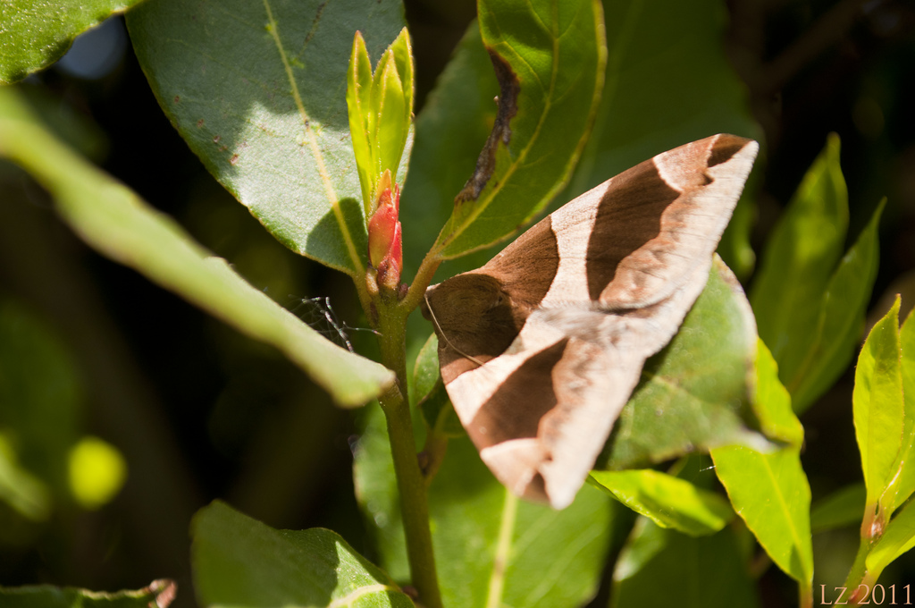 D. algira (Linnaeus, 1767)/torrida (Guen, 1852)