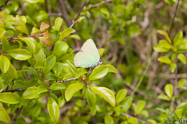 Callophrys rubi (Linnaeus, 1758)