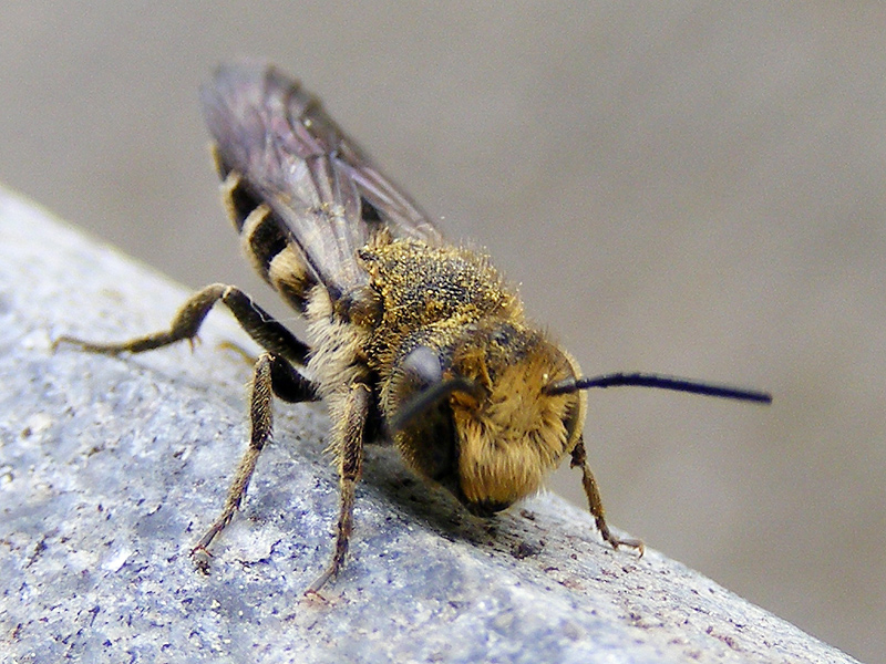 Larva di Tenthredinidae e maschio di Coelioxys