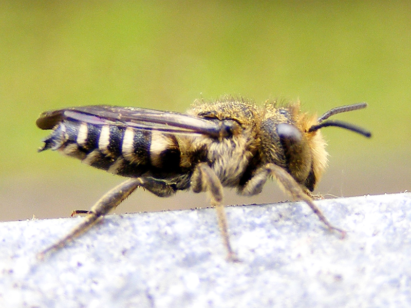 Larva di Tenthredinidae e maschio di Coelioxys