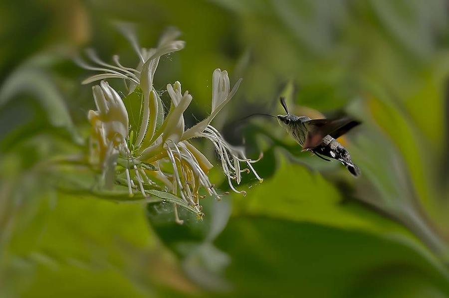 Macroglossum stellatarum