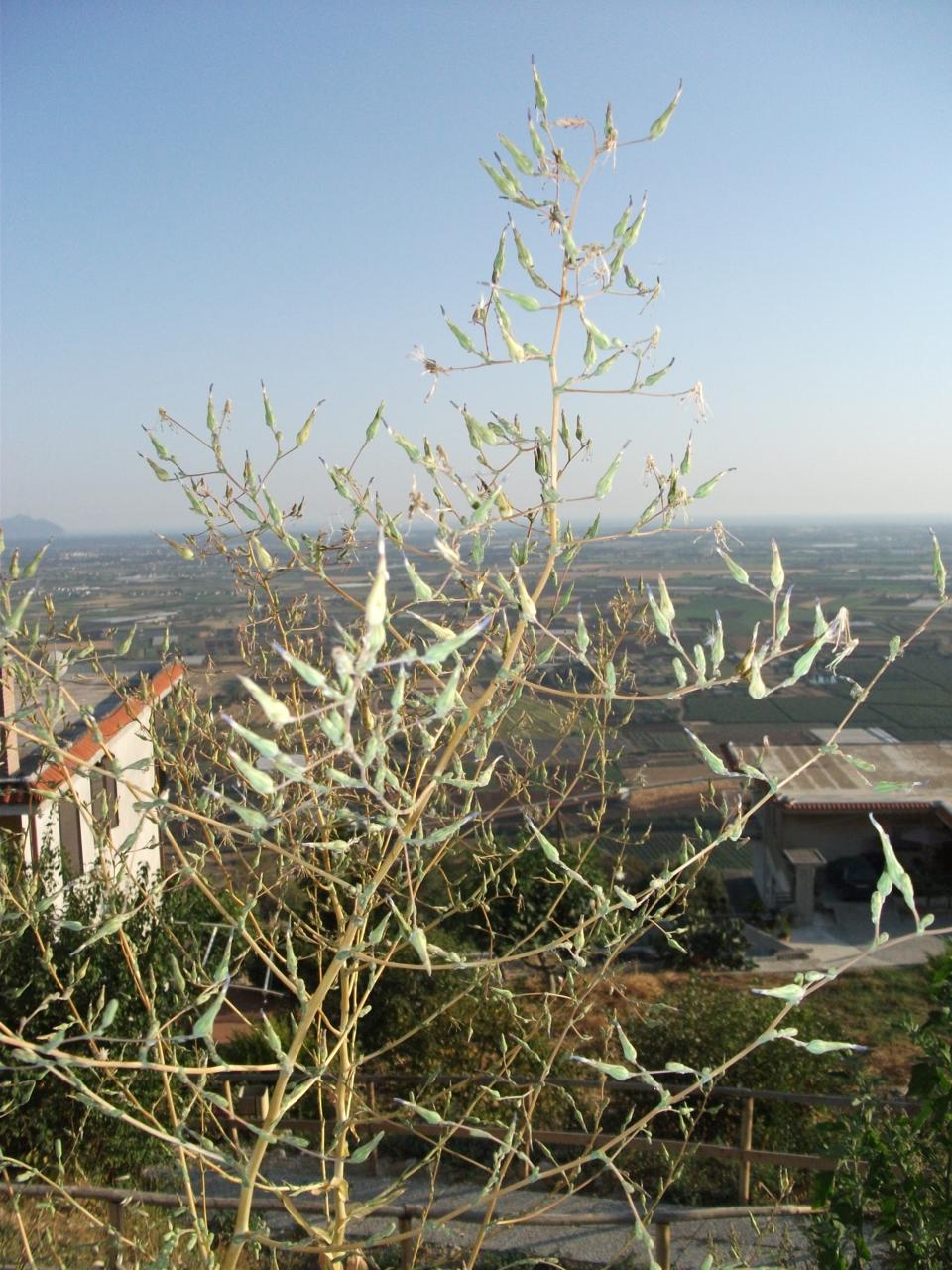 Lactuca sativa subsp. serriola / Lattuga selvatica